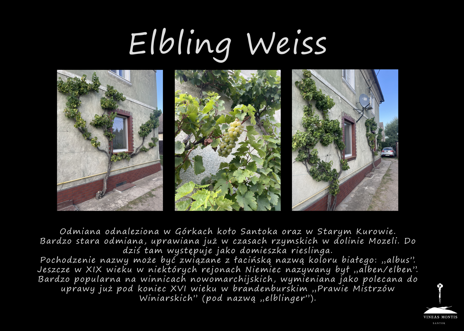 elbling_weiss