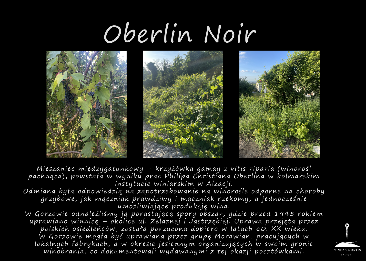 oberlin_noir