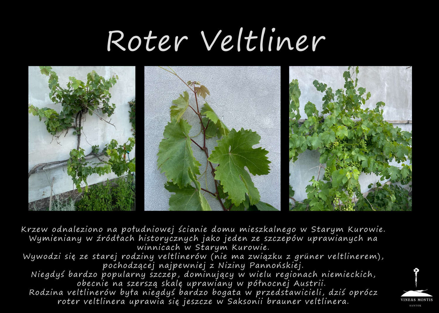roter_veltliner
