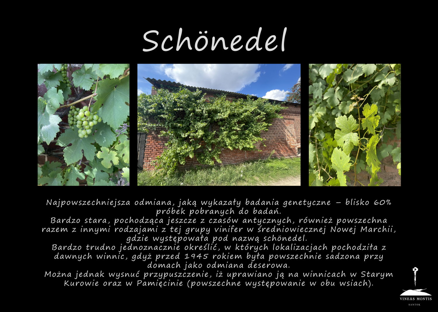 schonedel