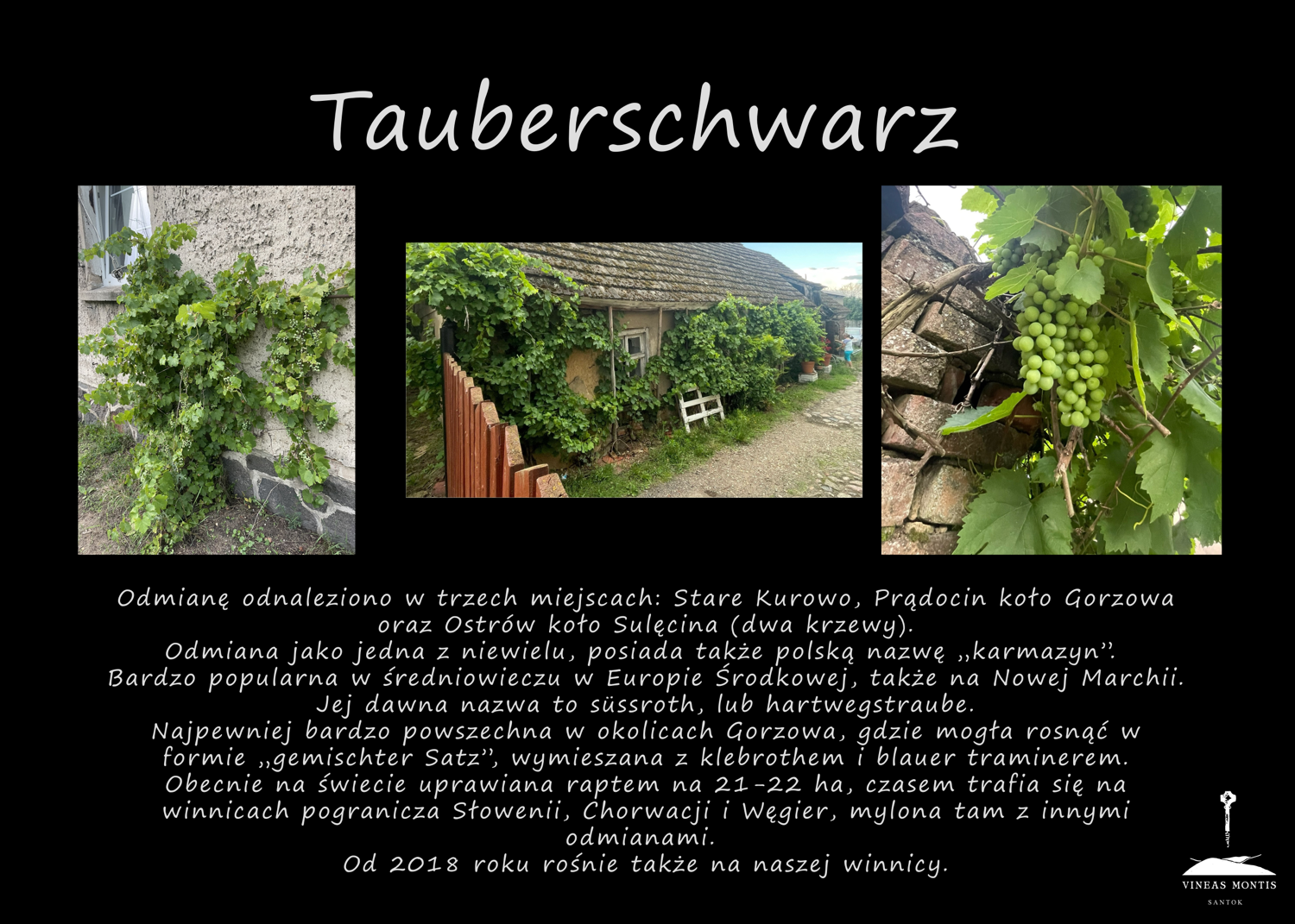 tauberschwarz