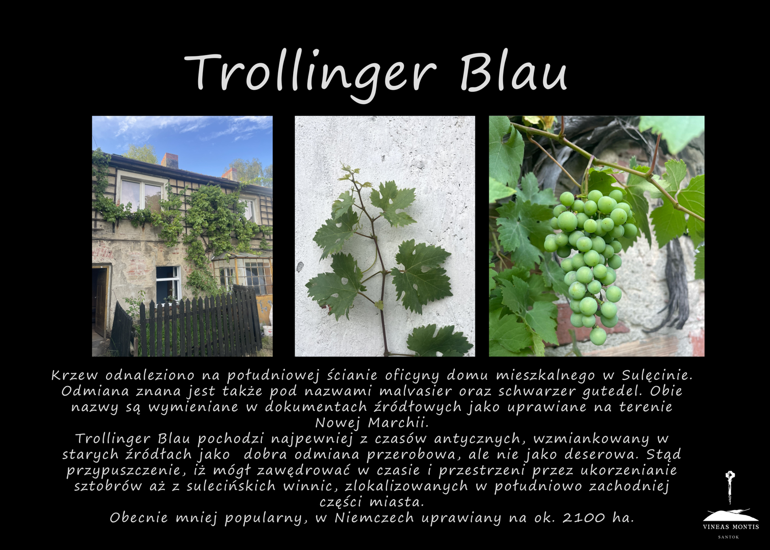 trollinger_blau